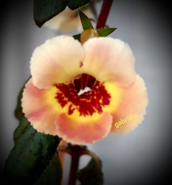 Yellow Queen Hy 20 lei - A Achimenes 2025