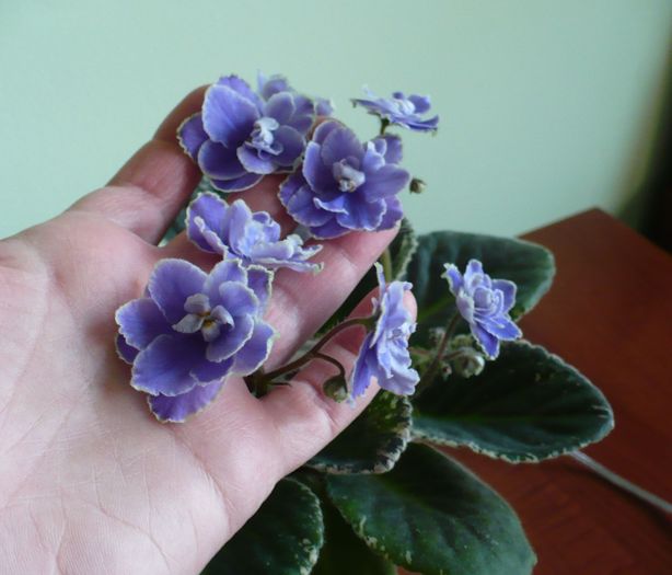 P1220192 - Sansoucy Coco