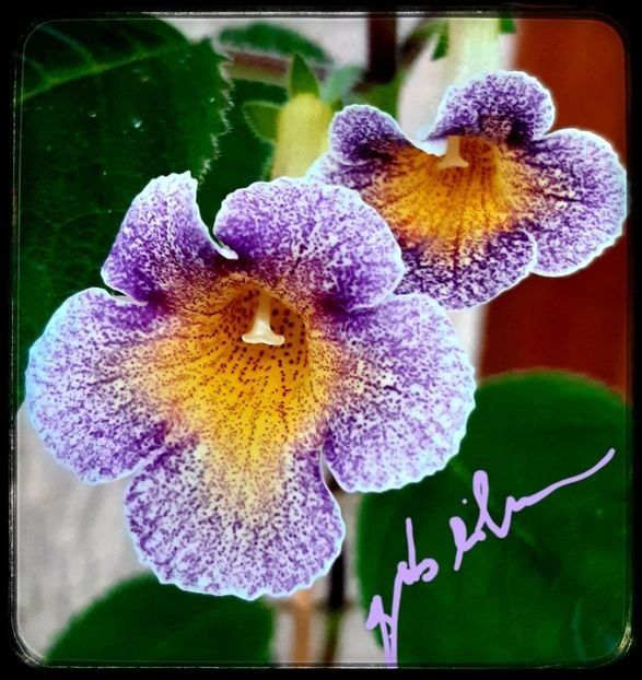 MM S Mihail 20 lei - A Achimenes 2025