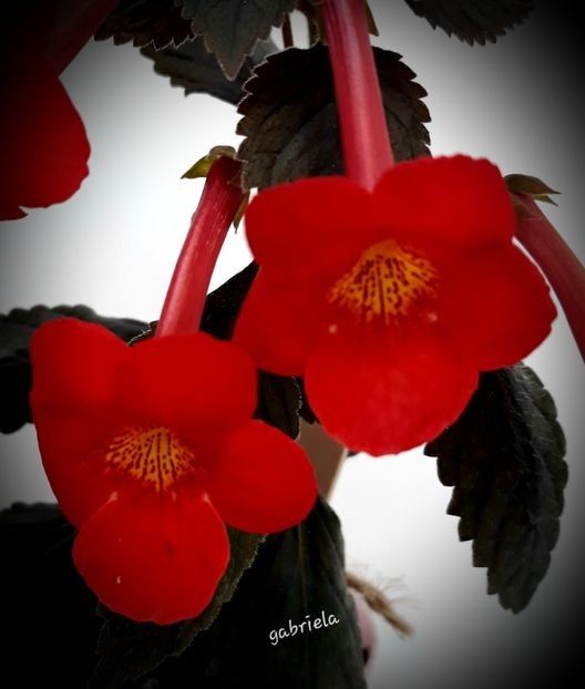 XA Inferno 15 lei - A Achimenes 2025