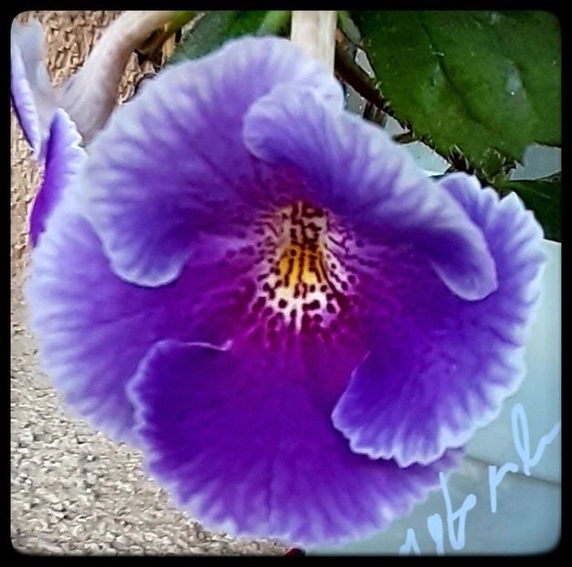 Charles Martel 15 lei - A Achimenes 2025