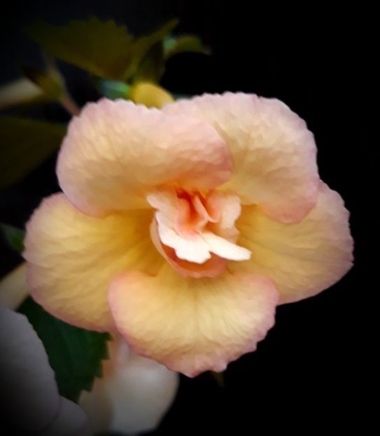 Sun Dance 10 lei - A Achimenes 2025