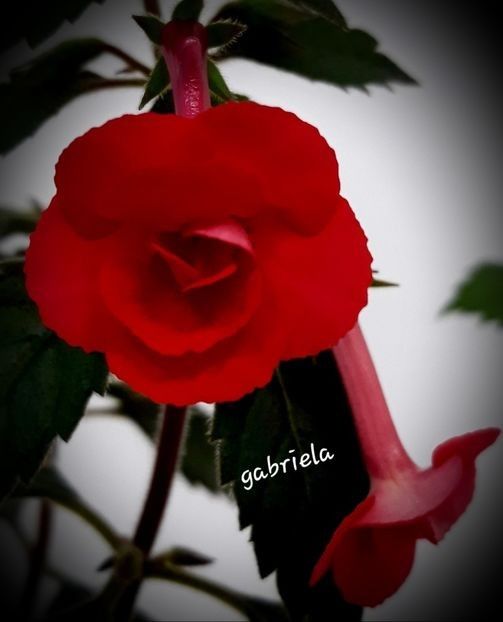 Stan Delight 15 lei - A Achimenes 2025