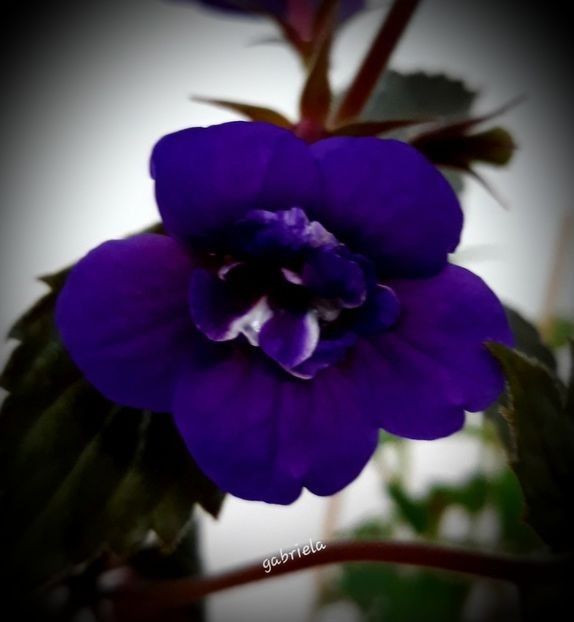 Fluffy Wambler 15 lei - A Achimenes 2025