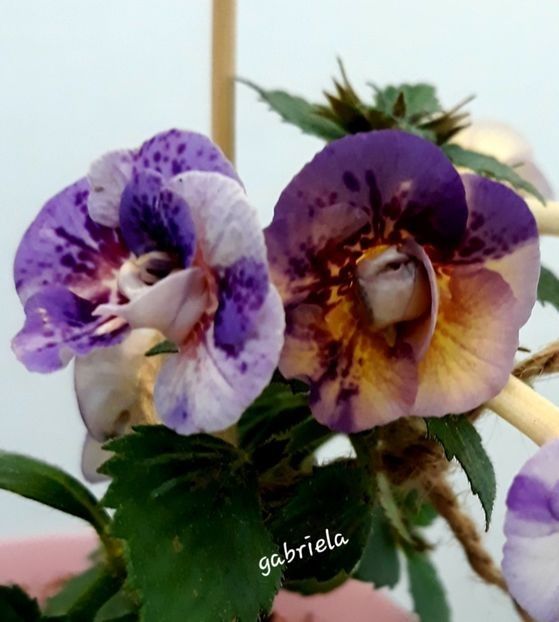 Lena Vera 15 lei - A Achimenes 2025