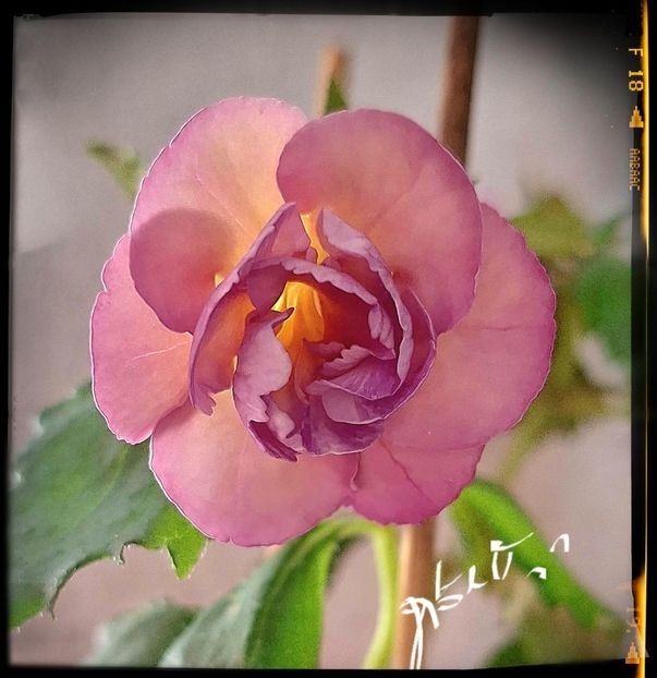 BriD s  Viktoria 20 lei - A Achimenes 2025