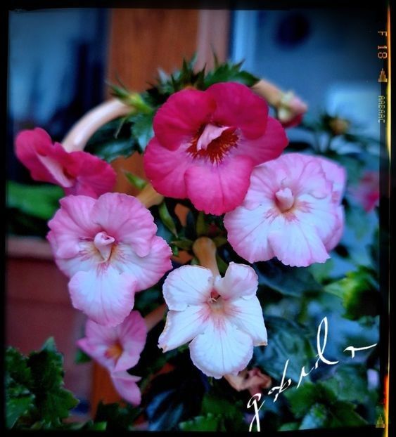 Polina L 10 lei - A Achimenes 2025