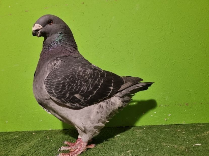 MASCUL H 21 - 20555 - PERECHI AGH 2026 - PLAN