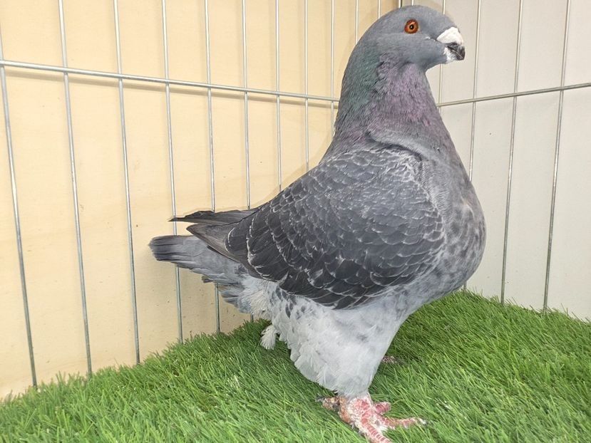 FEMELĂ 2020 - 6158 - PERECHI AGH 2026 - PLAN