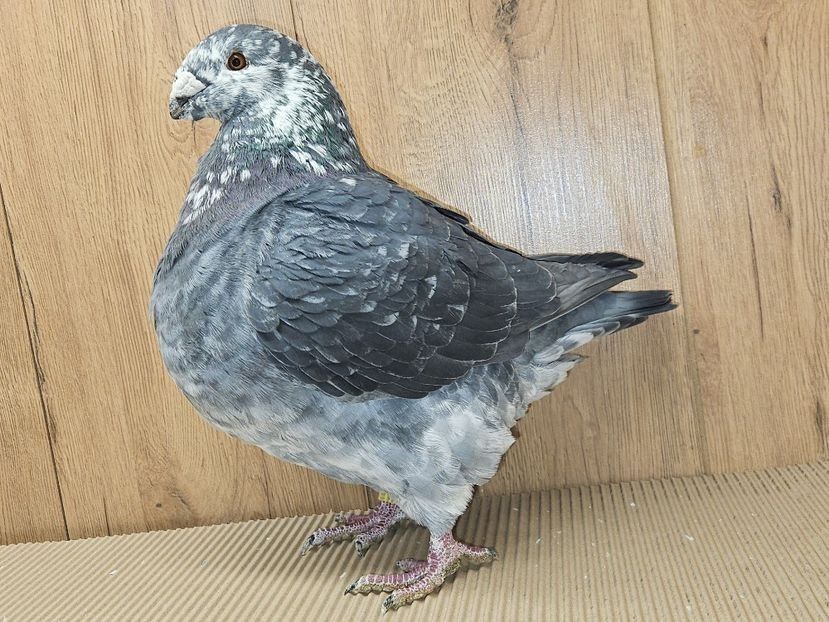 MASCUL 2023 - 1918 - PERECHI AGH 2026 - PLAN