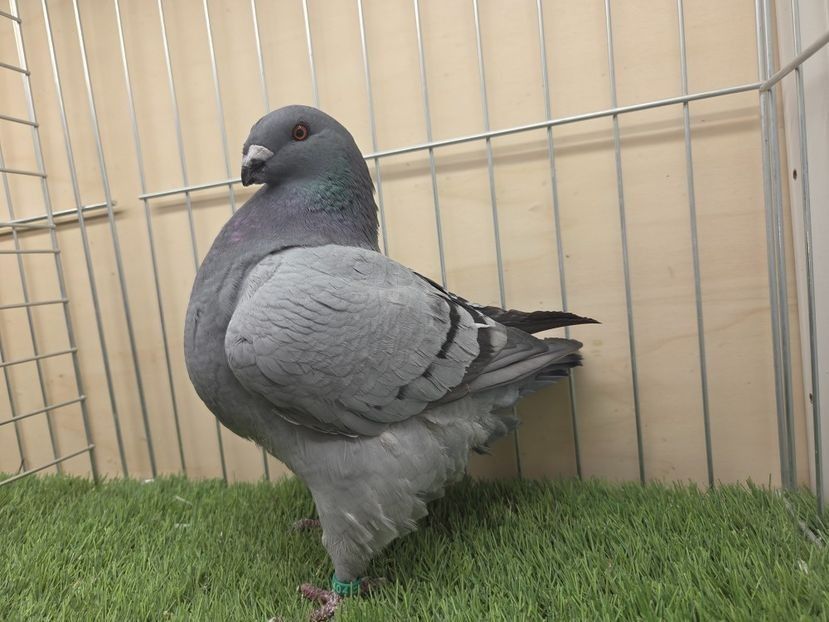 FEMELĂ 2025 - 13404 - PERECHI AGH 2026 - PLAN