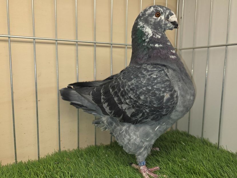 MASCUL 2024 - 5105 - PERECHI AGH 2026 - PLAN