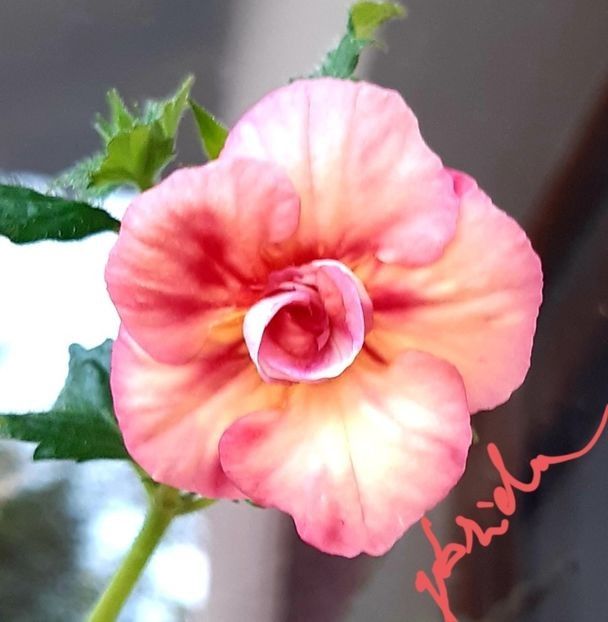 Limoncello 15 lei - A Achimenes 2025