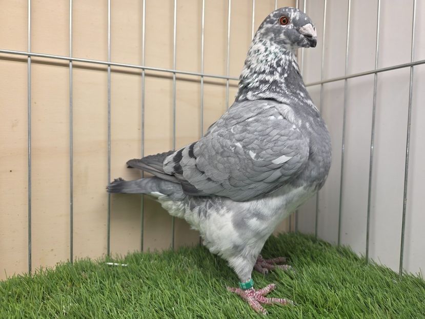 MASCUL 2025 - 110 - PERECHI AGH 2026 - PLAN