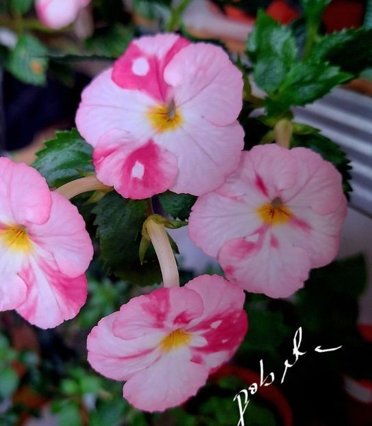 Royal Blush 10  lei - A Achimenes 2025