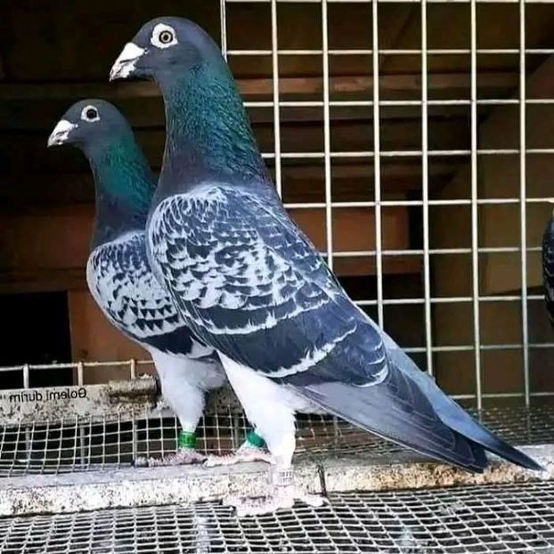  - Nu îmi aparțin 11