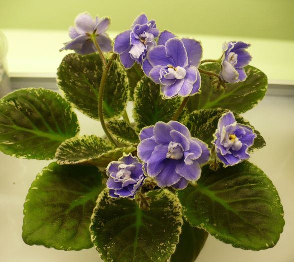 P1220332 - Sansoucy Coco