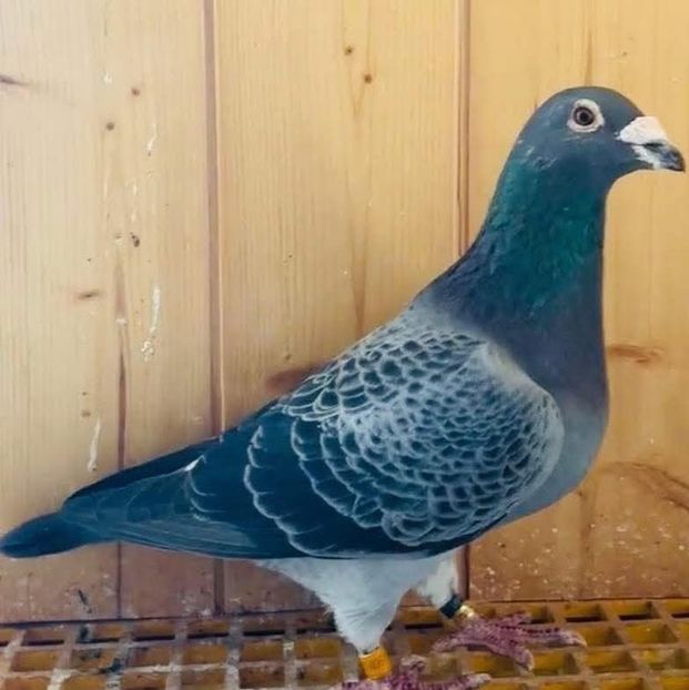  - Nu îmi aparțin 11