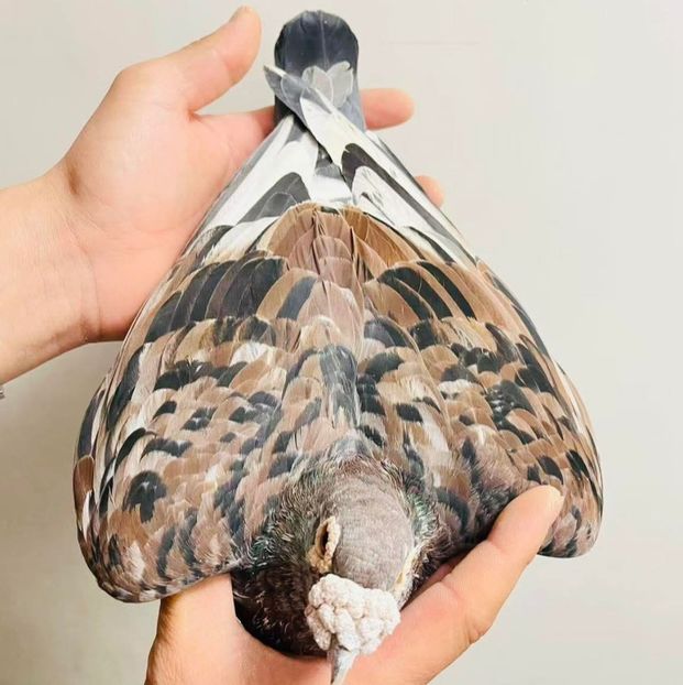  - Nu îmi aparțin 11