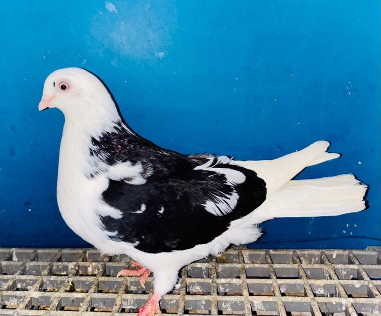 5172  femelă  2025 - Jucători de Galați