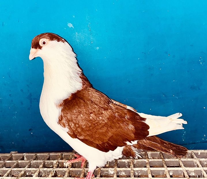 13854  femelă  2024 - Jucători de Galați