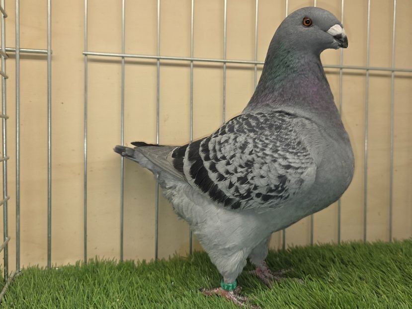 FEMELĂ 2025 - 130 - PERECHI AGH 2026 - PLAN