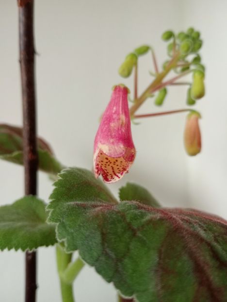 MMs 1617 - Smithianthe