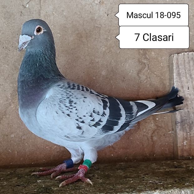 Mascul 18-095....-30 lei - Porumbei vanduti