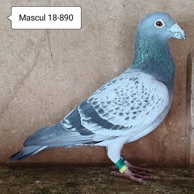 Mascul 18-890 - Porumbei vanduti
