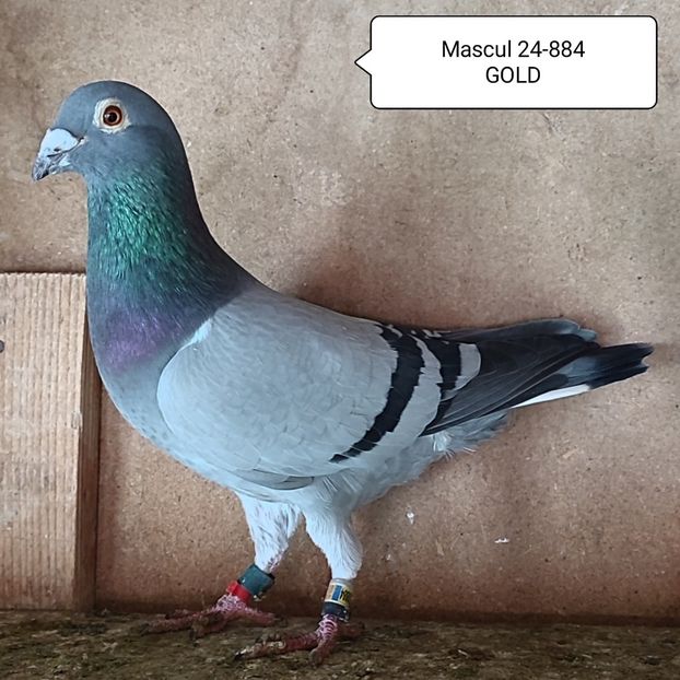 Mascul 24-884 GOLD - Vanat