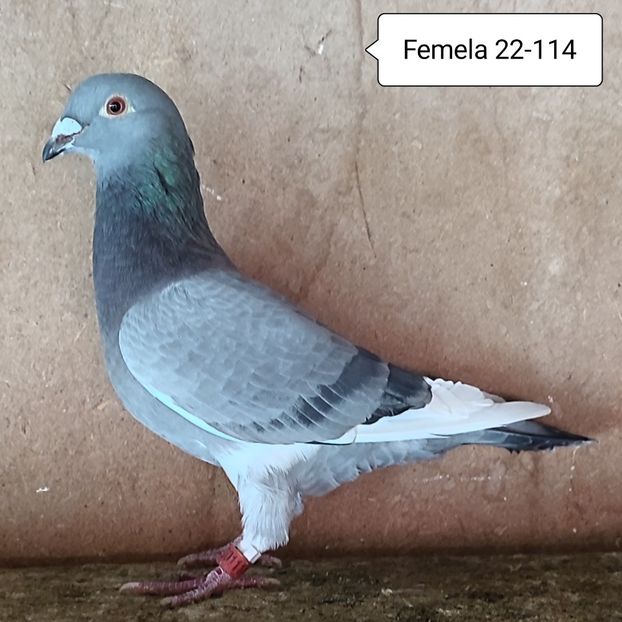 Femela 22-114 - Porumbei vanduti