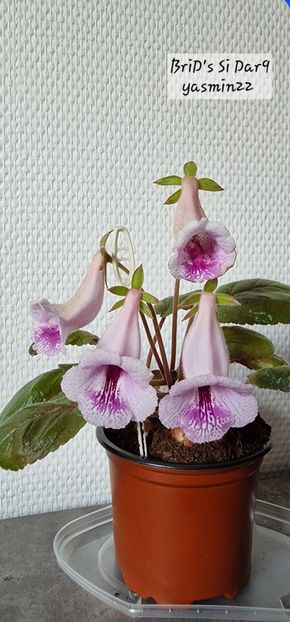 1.12.2025 - Sinningia BriDs Si Dar 9