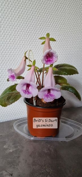 1.12.2025 - Sinningia BriDs Si Dar 9