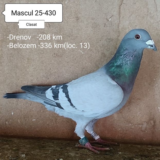 Mascul 25-430 - Vanat