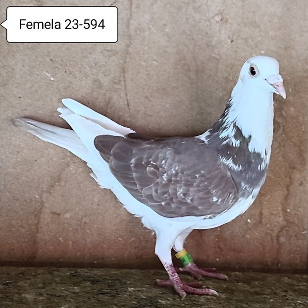 Femela 23-594 - Porumbei vanduti
