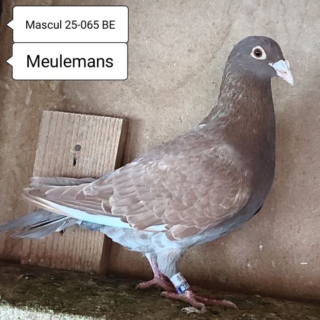 Mascul 25-065 BE....-20 lei - 90 Porumbei de vanzare