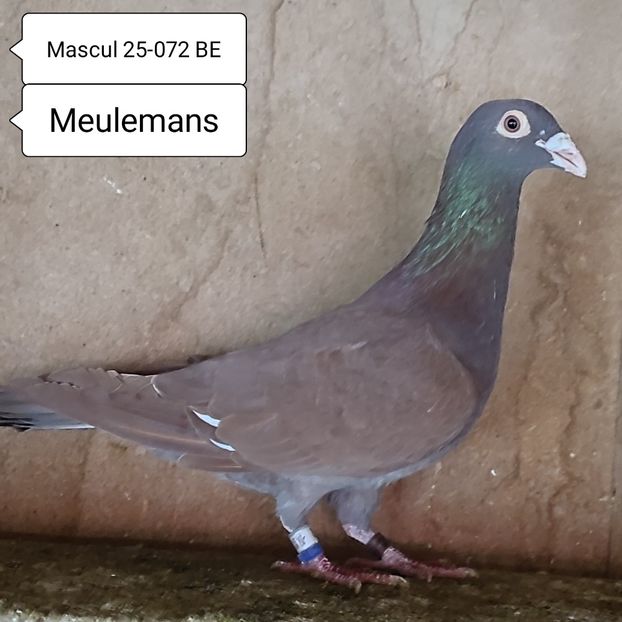 Mascul 25-072 - Meulemans