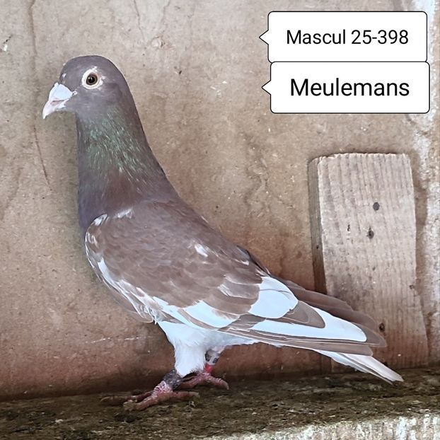 Mascul 25-398 - Meulemans