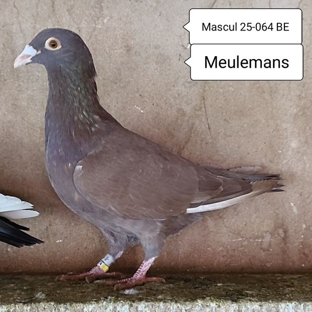 Mascul 25-064 BE - Porumbei vanduti