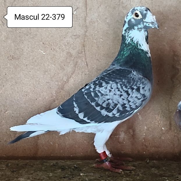 Mascul 22-379....-20 lei - Porumbei vanduti