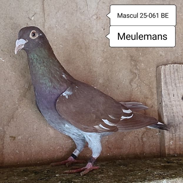Mascul 25-061 BE - Meulemans