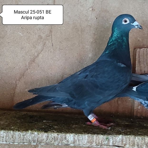 Mascul 25-051 BE....-5 lei - Negru