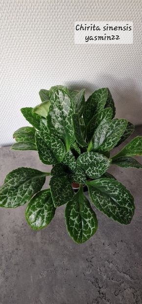 1.12.2025 - Chirita sinensis