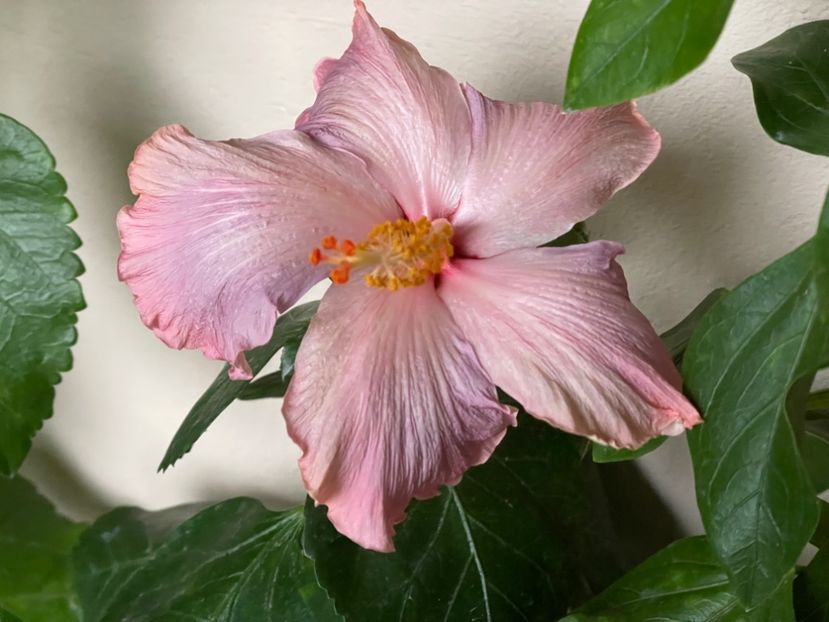  - 0006 - Hibiscusi 2025 - 3