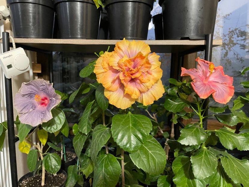  - 0006 - Hibiscusi 2025 - 3