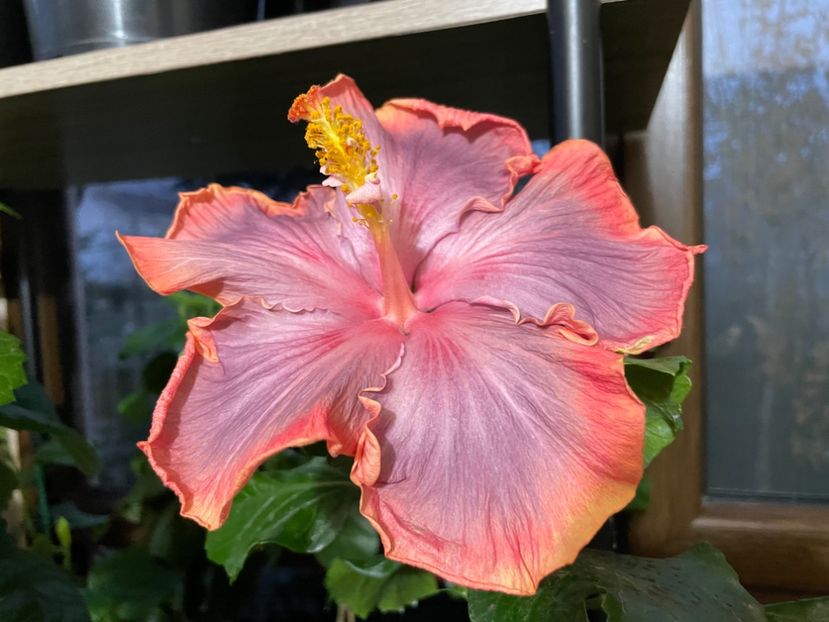  - 0006 - Hibiscusi 2025 - 3