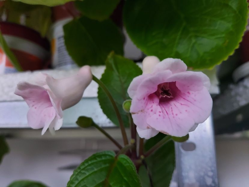  - 1-A-Siningii din semințe