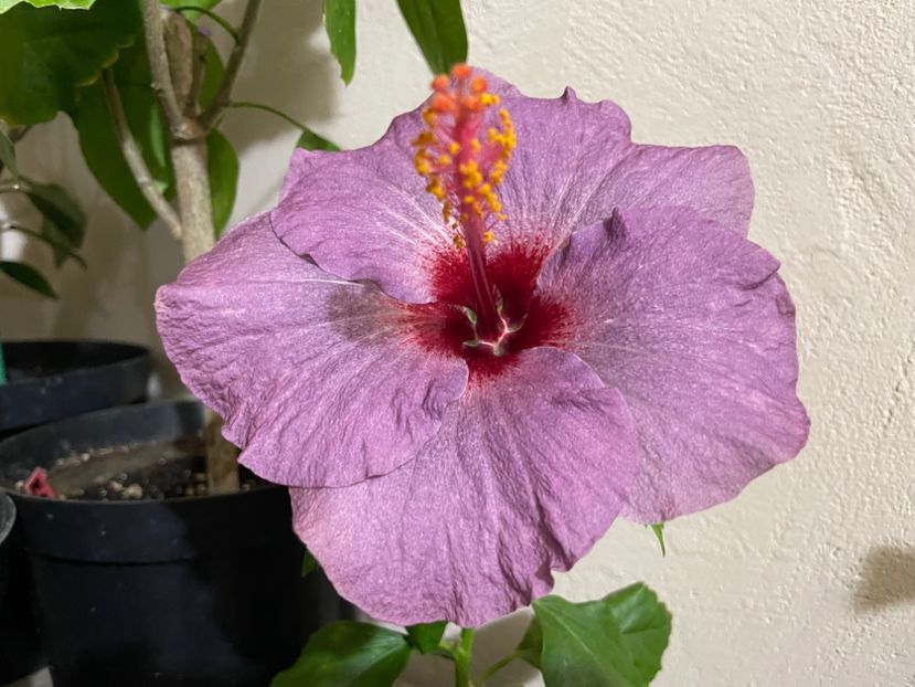  - 0006 - Hibiscusi 2025 - 3