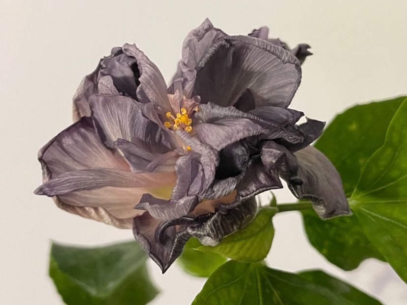  - 0006 - Hibiscusi 2025 - 3