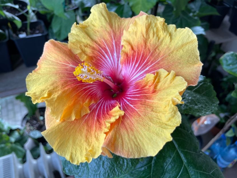  - 0006 - Hibiscusi 2025 - 3